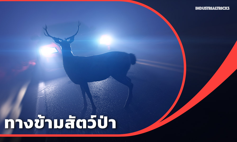 ทางข้ามสัตว์ป่า